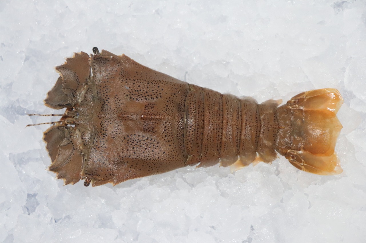 SAND LOBSTER